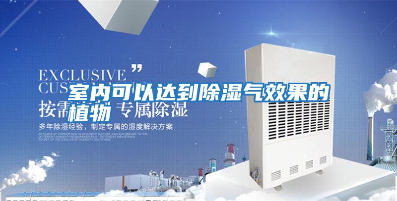 室內(nèi)可以達到除濕氣效果的植物