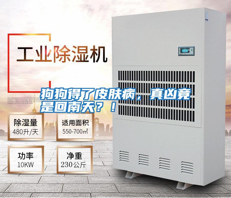狗狗得了皮膚病,真兇竟是回南天?!
