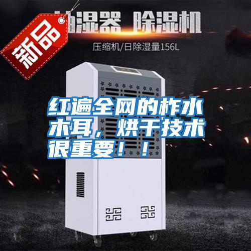 紅遍全網的柞水木耳，烘干技術很重要！！