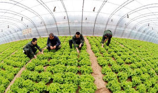 溫室大棚超聲波加濕器對(duì)農(nóng)作物生長(zhǎng)的好處_重復(fù)